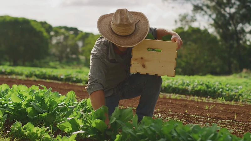 Línea Agrícola INSPA